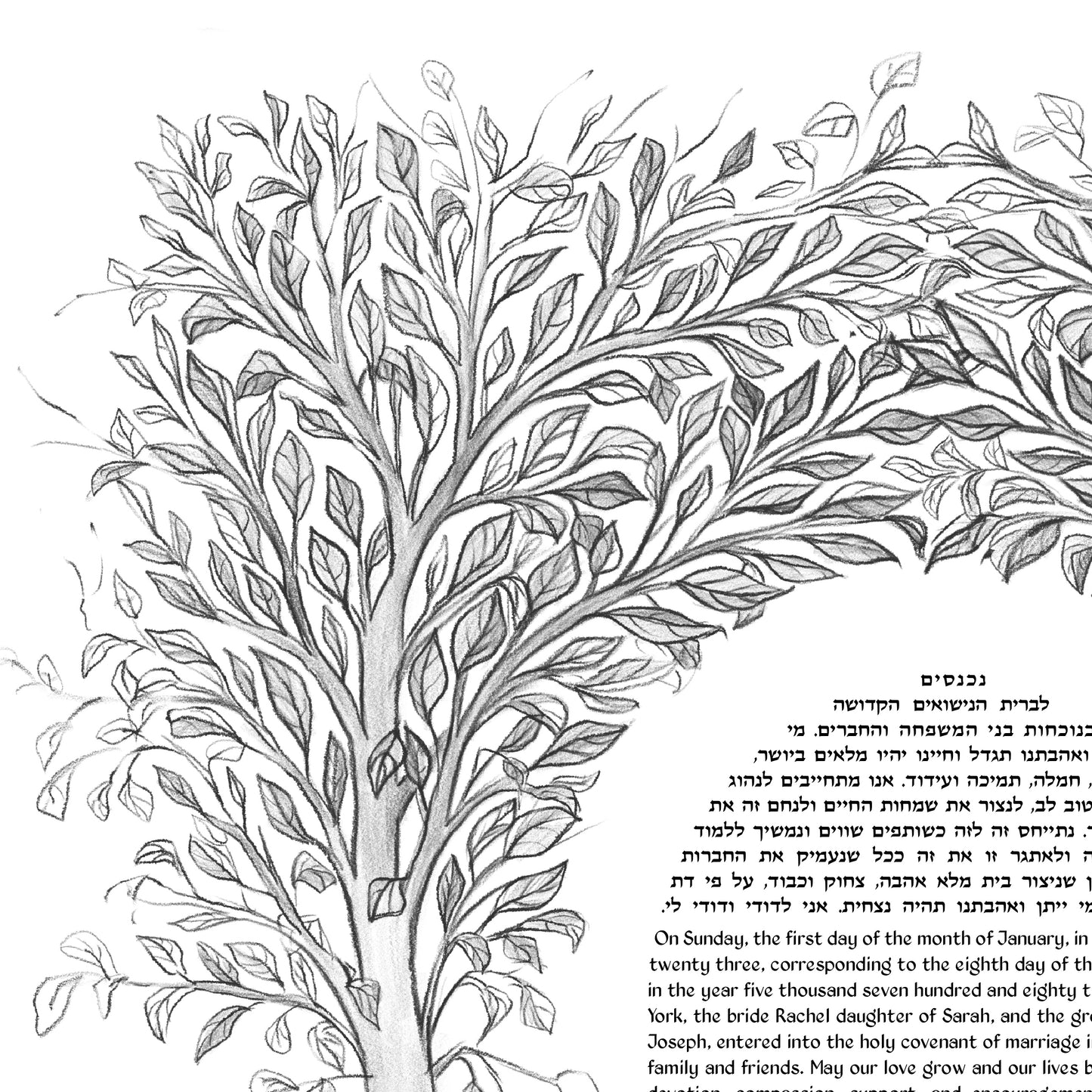 Pencil Sketch Tree of Life Ketubah