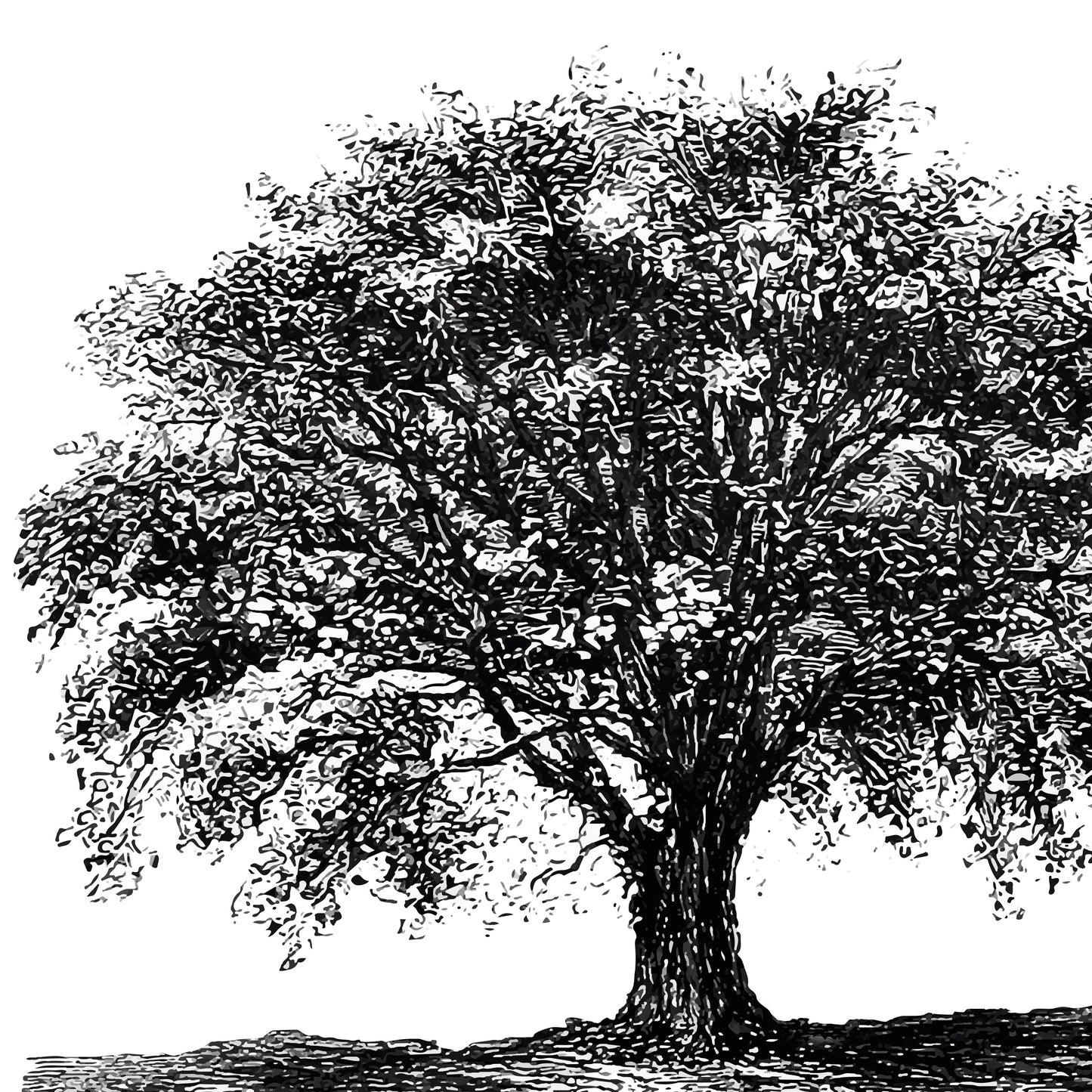 Tree Sketch Ketubah