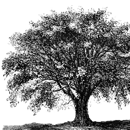 Tree Sketch Ketubah
